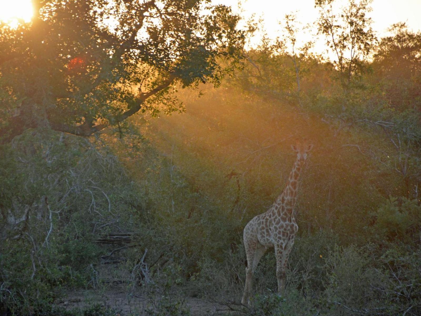 Croc Orvyll'S Kruger Lodge Marloth Park Extérieur photo